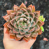 Echeveria ‘White Neptune'