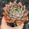 Echeveria ‘White Neptune'