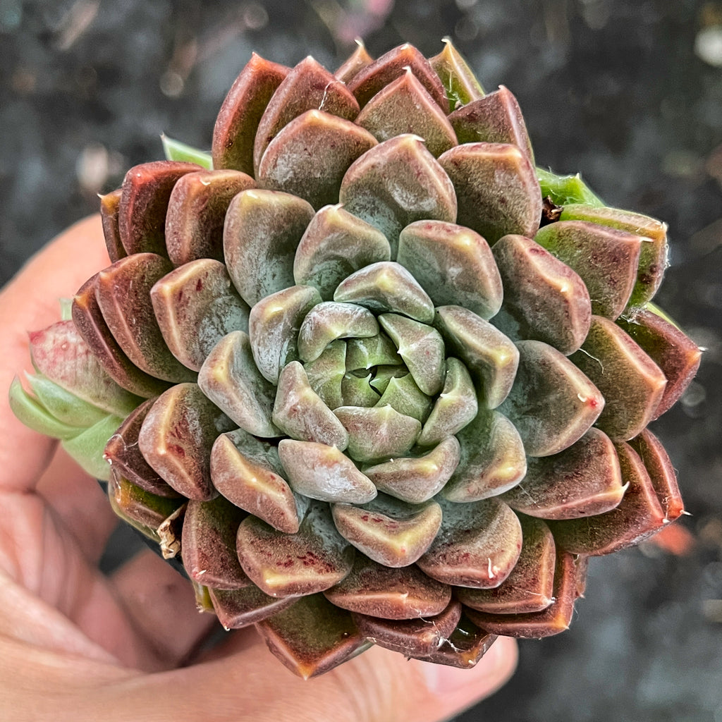 Echeveria ‘White Neptune'