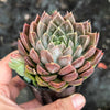 Echeveria ‘White Neptune'