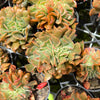 Echeveria 'Dark Vader' CREST