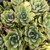 Echeveria 'Hyalina Surprise'