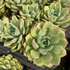 Echeveria 'Hyalina Surprise'