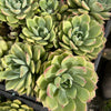 Echeveria 'Hyalina Surprise'