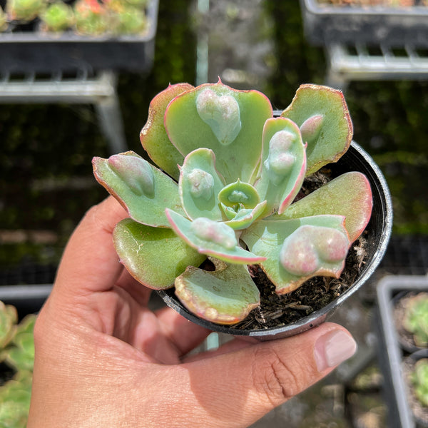 heart delight succulent Echeveria Heart Delight (has marks)(bump leaves) – LET LOVE GROW (Succulent & Cactus)