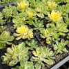 Aeonium castello-paivae f. variegata 'Suncup' (w/pup)(CLEARANCE)