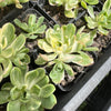 Aeonium castello-paivae f. variegata 'Suncup' (w/pup)(CLEARANCE)