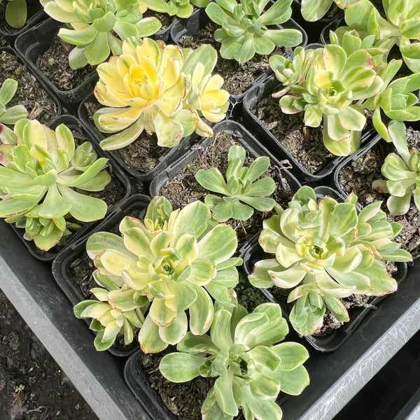 PACK of 10 PLANTS] Aeonium castello-paivae f. variegata 'Suncup' (w/p – LET  LOVE GROW (Succulent & Cactus)