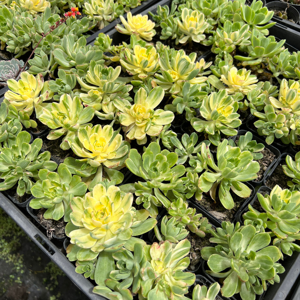 Aeonium castello-paivae f. variegata 'Suncup' (w/pup)(CLEARANCE)