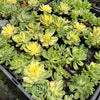 Aeonium castello-paivae f. variegata 'Suncup' (w/pup)(CLEARANCE)