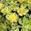 Aeonium castello-paivae f. variegata 'Suncup' (w/pup)(CLEARANCE)