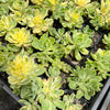 Aeonium castello-paivae f. variegata 'Suncup' (w/pup)(CLEARANCE)
