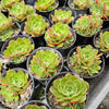 Echeveria 'Yin Lisa'