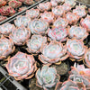 Echeveria 'Lucila'