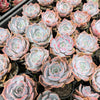 Echeveria 'Lucila'