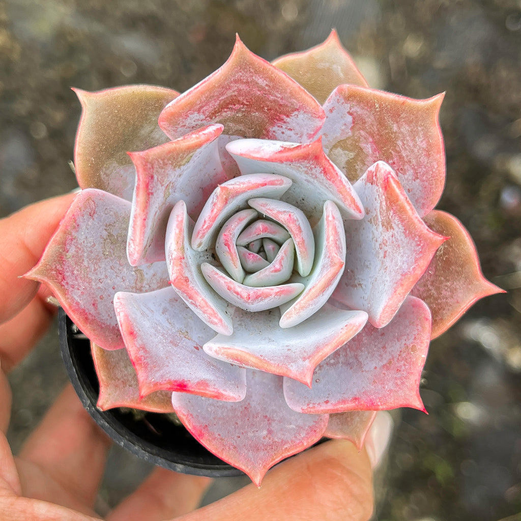 Echeveria 'Lucila'