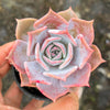 Echeveria 'Lucila'