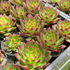 Echeveria Hong-ye | KRF