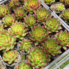 Echeveria Hong-ye | KRF