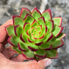 Echeveria Hong-ye | KRF