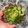 Echeveria Hong-ye | KRF