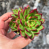 Echeveria Hong-ye | KRF