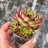 Echeveria Hong-ye | KRF