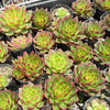 Echeveria Hong-ye | KRF