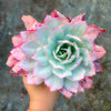 Echeveria 'Blue Light'