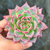 Echeveria Aranjuez | Korea Form