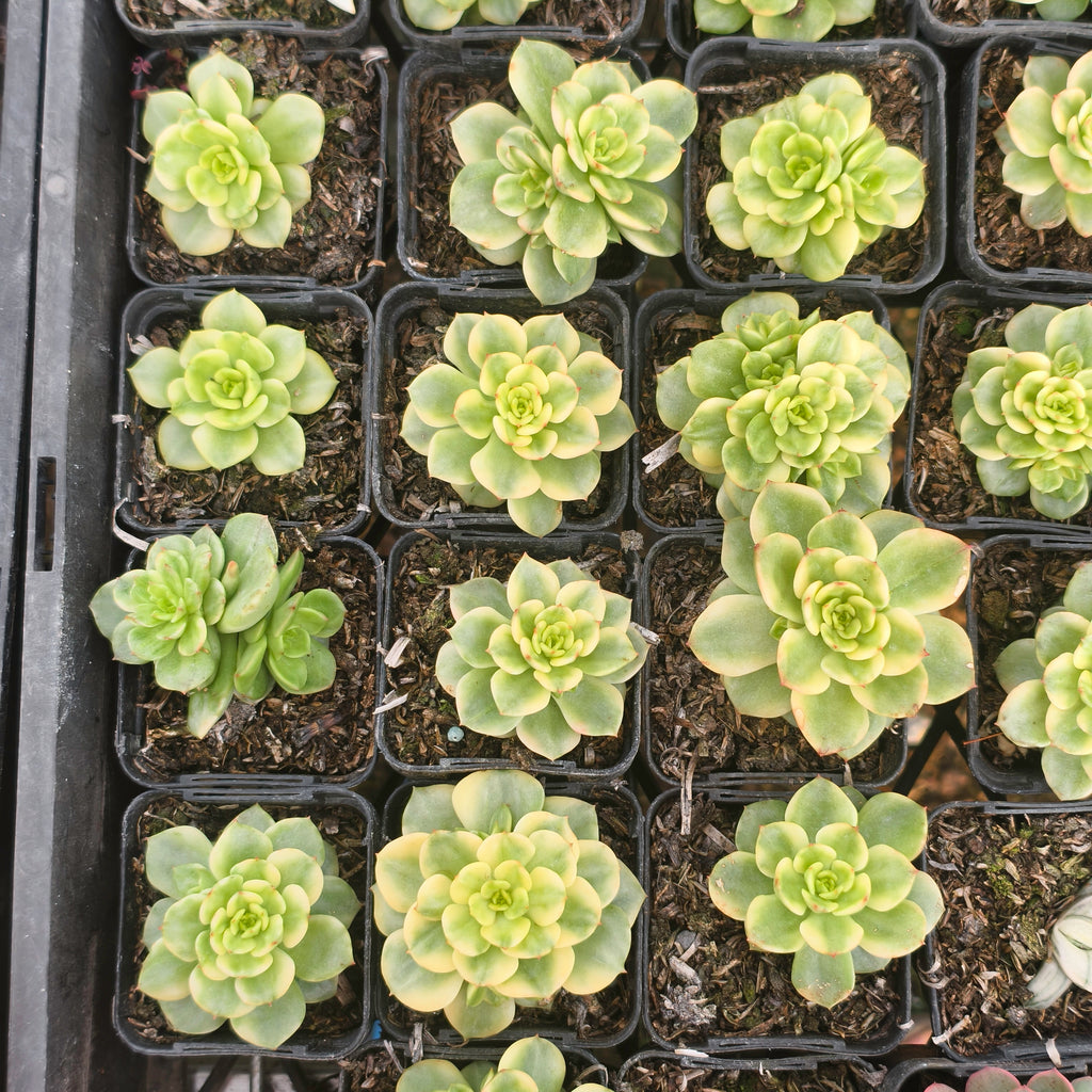 Sedeveria Rolly Variegata