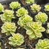 Sedeveria Rolly Variegata