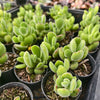 Cotyledon Tomentosa 'Bear's Paw'