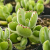 Cotyledon Tomentosa 'Bear's Paw'