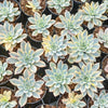 Echeveria Subsessilis Variegated