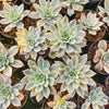 Echeveria Subsessilis Variegated