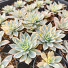 Echeveria Subsessilis Variegated