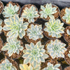 Echeveria Subsessilis Variegated