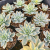 Echeveria Subsessilis Variegated