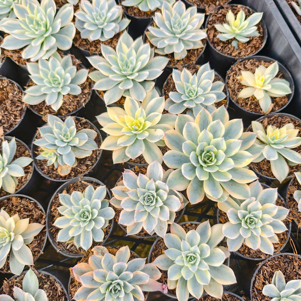 Echeveria Subsessilis Variegated