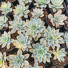 Echeveria Subsessilis Variegated