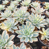 Echeveria Subsessilis Variegated