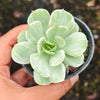 Echeveria Mocha Variegated