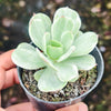 Echeveria Mocha Variegated