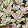 Echeveria Decora