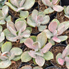 Echeveria Decora