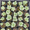 Echeveria Mocha Variegated