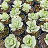 Echeveria Mocha Variegated