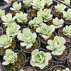 Echeveria Mocha Variegated