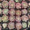 Echeveria Red Wine Queen - Korea Form